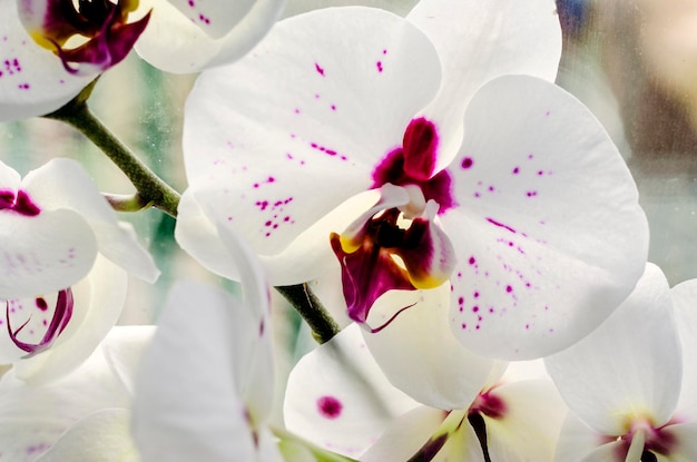 Flor de orquídea close-up