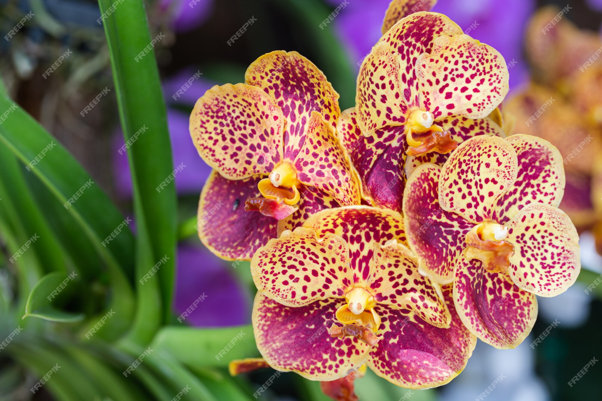 Flor de orquídea colorida no jardim | Foto Premium