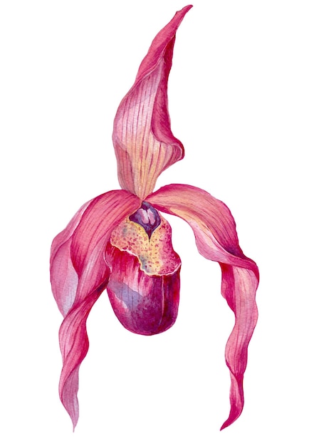 Foto flor de orquídea com folhas verdes ilustração de pintura em aquarela desenhada à mão