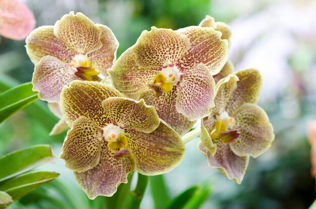 Flor de orquídea com fundo desfocado