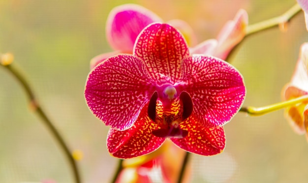 Flor de orquídea de cor brilhante flor de orquídea phalaenopsis vermelha flor natural macro de orquídea