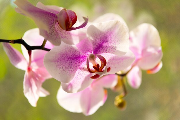 Flor de orquídea de cor tenra flor de orquídea phalaenopsis flor natural macro de orquídea