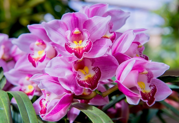 Flor de orquídea desabrochando no jardim