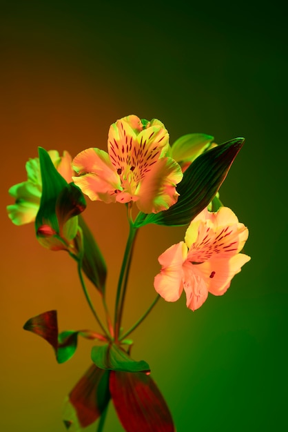 Foto flor de orquídea em fundo gradiente