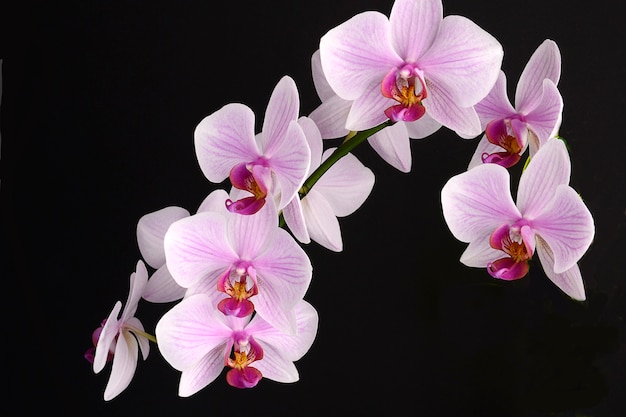 Flor de orquídea em fundo preto. falenopsia rosa