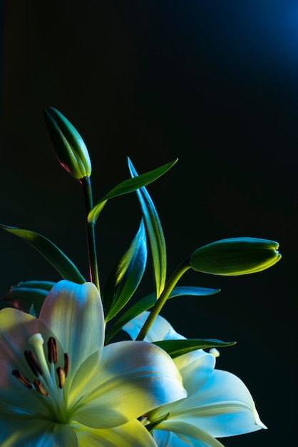 Flor de orquídea em fundo preto