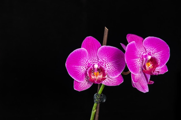 Flor de orquídea em fundo preto