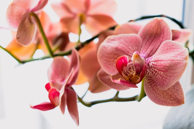 Flor de orquídea em phalaenopsis interior