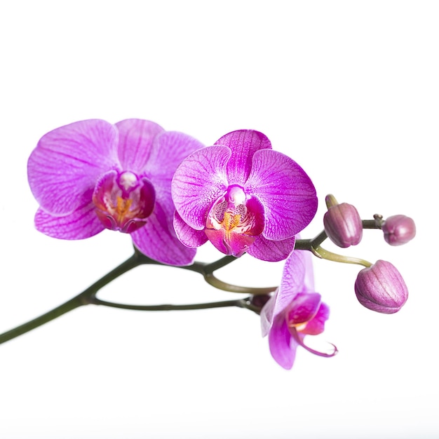 flor de orquídea em rosa sobre fundo branco