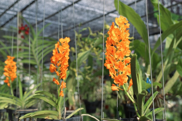 flor de orquídea em tropical