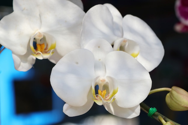 Flor de orquídea em tropical