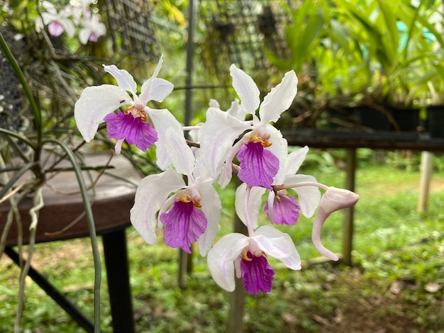 Flor de orquídea Holcoglossum kimballianum