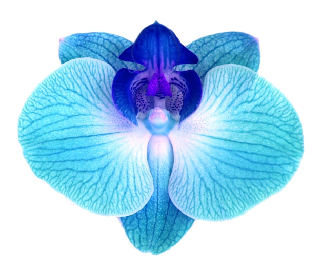 Foto flor de orquídea isolada em fundo branco