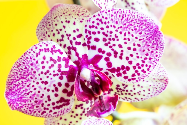 Foto flor de orquídea linda. sobre fundo amarelo. visão macro