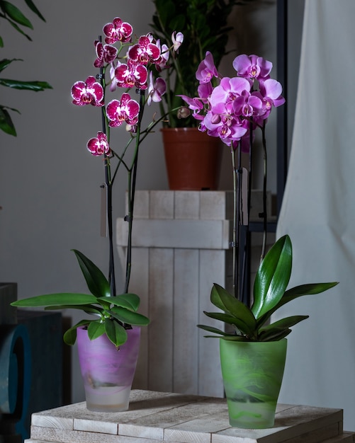 Flor de orquídea mariposa roxa, planta phalaenopsis