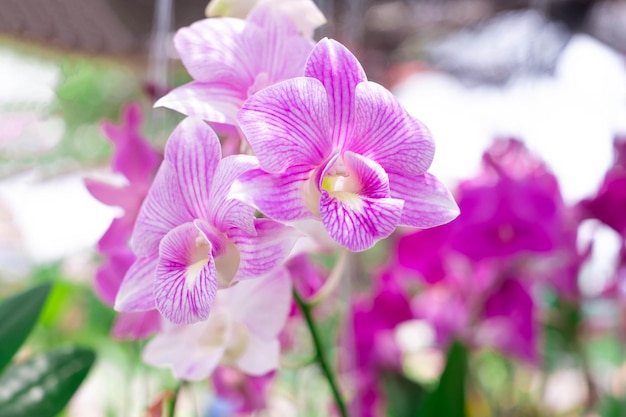 Flor de orquídea no jardim de orquídeas no dia de inverno ou primavera Flor de orquídea para beleza de cartão postal