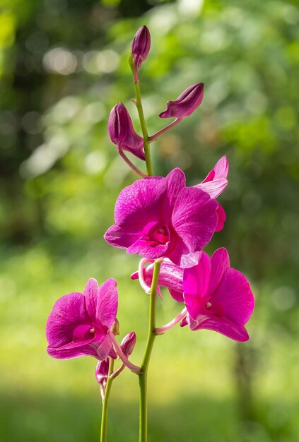 Flor de orquídea no jardim de orquídeas no inverno ou no dia da primavera flor de orquídea para beleza de cartão postal