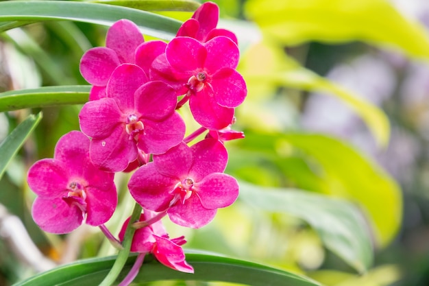 Flor de orquídea no jardim de orquídeas no inverno