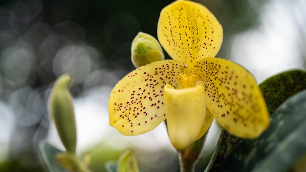 Flor de orquídea no jardim tropicalPaphiopedilum crescendo em orquídeas florais no jardim em fundo bokeh macio