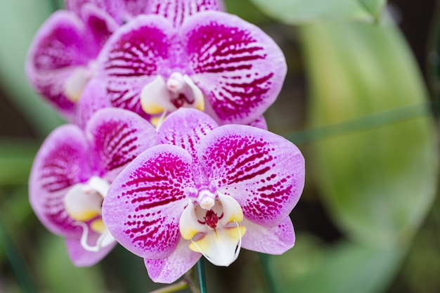 Flor de orquídea no jardim