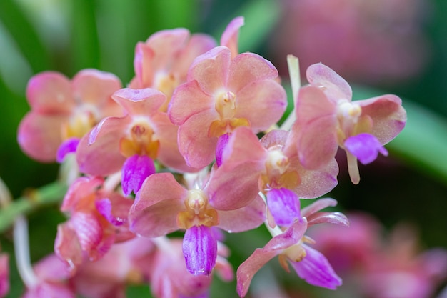 Flor de orquídea no jardim