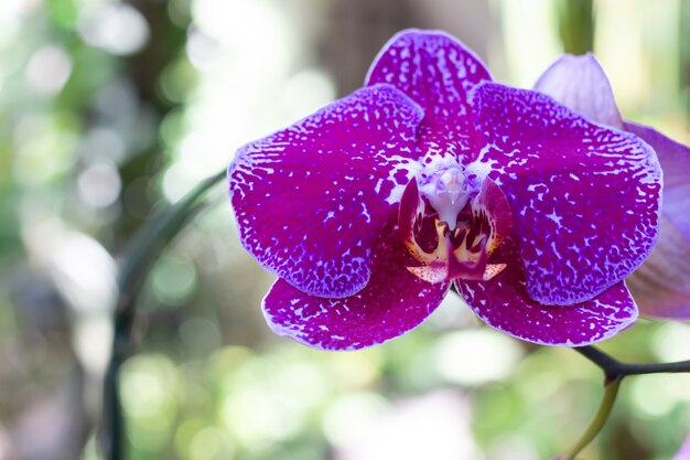 Flor de orquídea no jardim