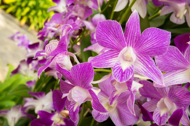 Flor de orquídea no jardim