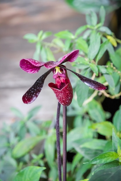 Flor de orquídea Paphiopedilum americano híbrido