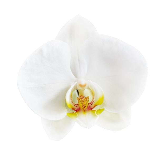 Flor de orquídea phalaenopsis branca isolada no branco