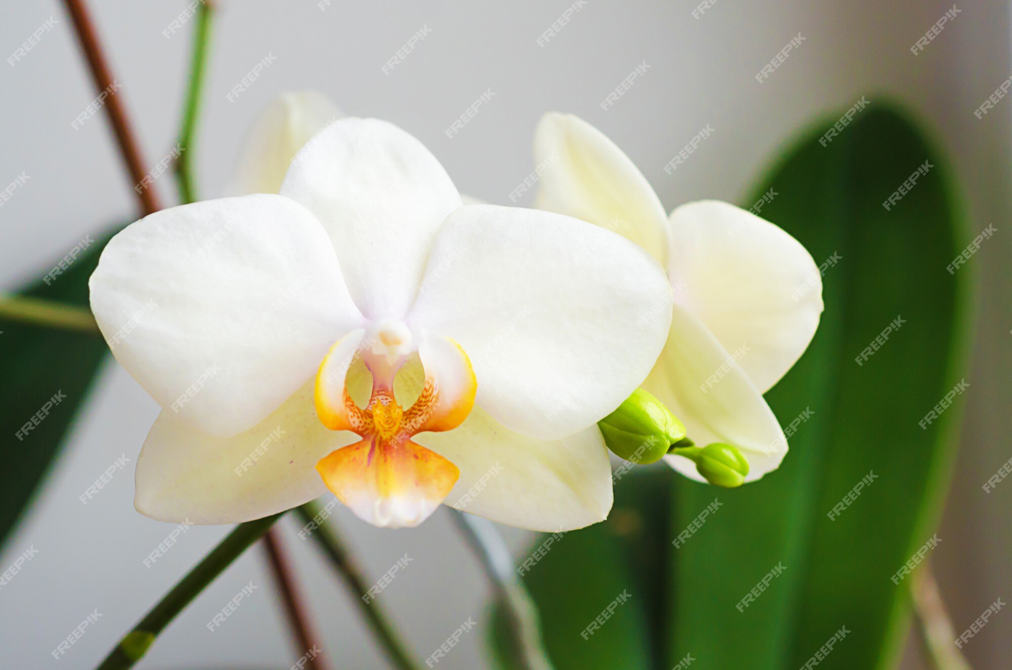 Flor de orquídea phalaenopsis branca. | Foto Premium