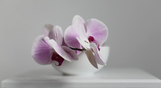 Flor de orquídea phalaenopsis rosa em tigela branca no interior cinza Foco suave seletivo Vida morta minimalista Luz e sombra natureza fundo horizontal