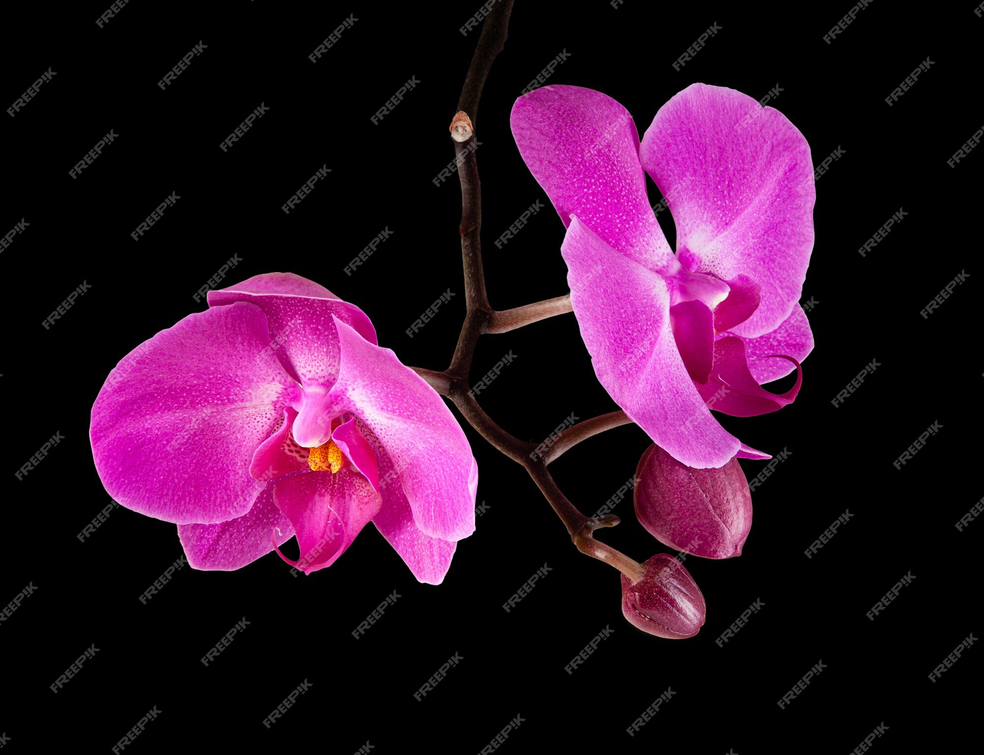 Flor de orquídea phalaenopsis roxa rosa | Foto Premium