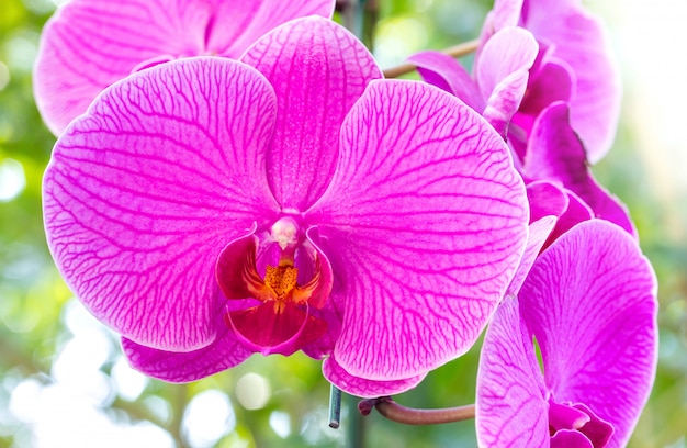 Flor de orquídea phalaenopsis roxa