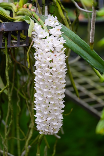 Flor de orquídea Rhynchostylis branca