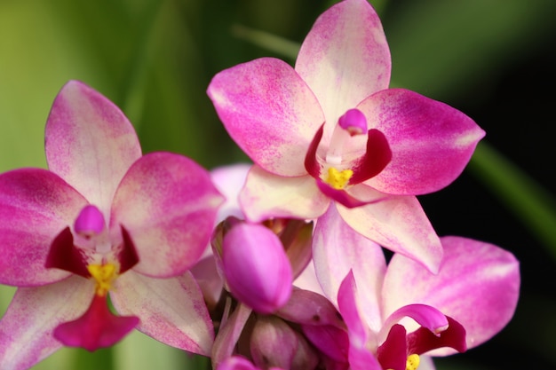 flor de orquídea rosa em tropical