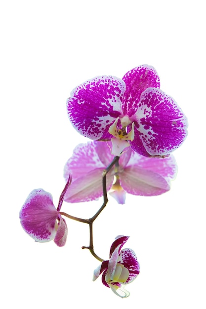 Flor de orquídea rosa em um fundo branco