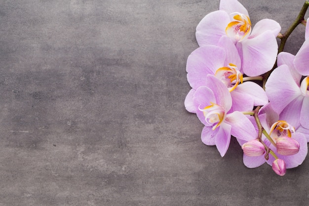 Flor de orquídea rosa em um plano de fundo texturizado cinza