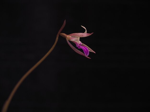 Flor de orquídea rosa florescendo em fundo preto