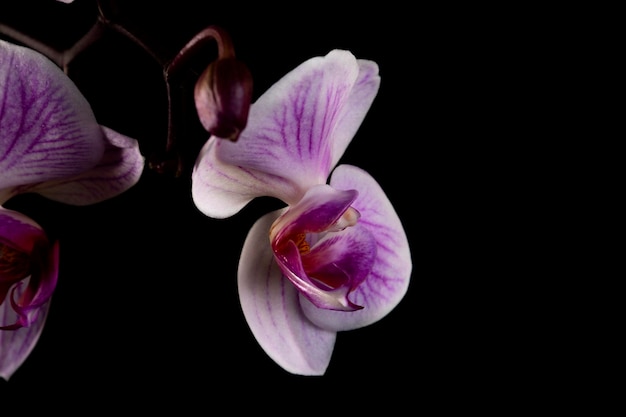 Flor de orquídea rosa isolada em preto