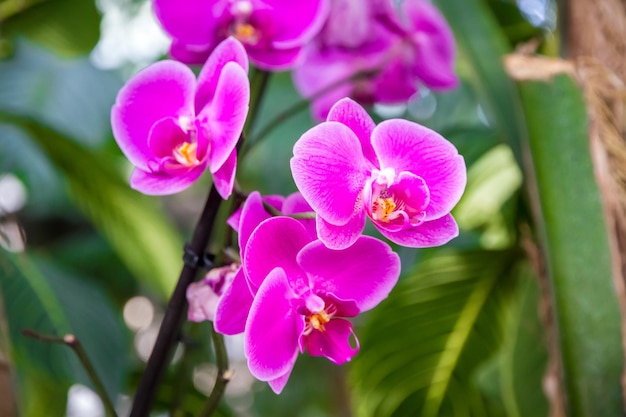 Flor de orquídea rosa Phalaenopsis