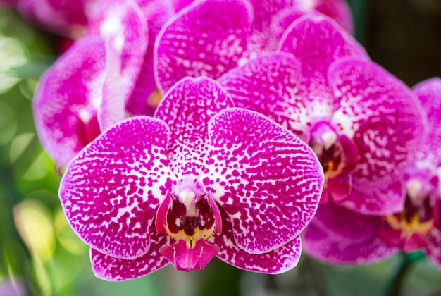 Flor de orquídea rosa phalaenopsis