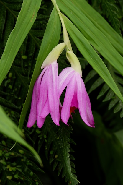 Flor de orquídea rosa thunia bensoniae