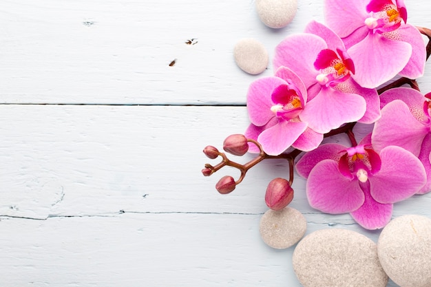 Foto flor de orquídea rosa.