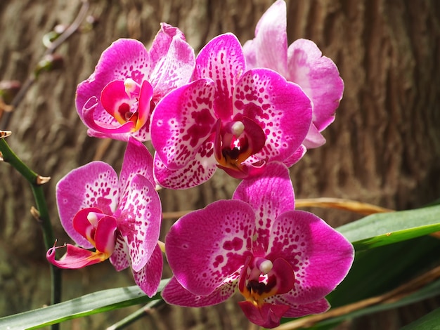 flor de orquídea rosa