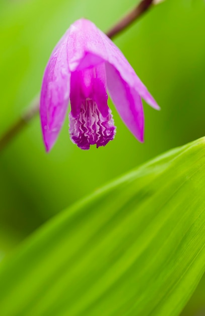 flor de orquídea rosa