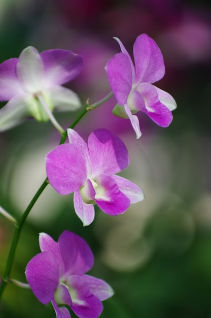 Flor de orquídea rosa