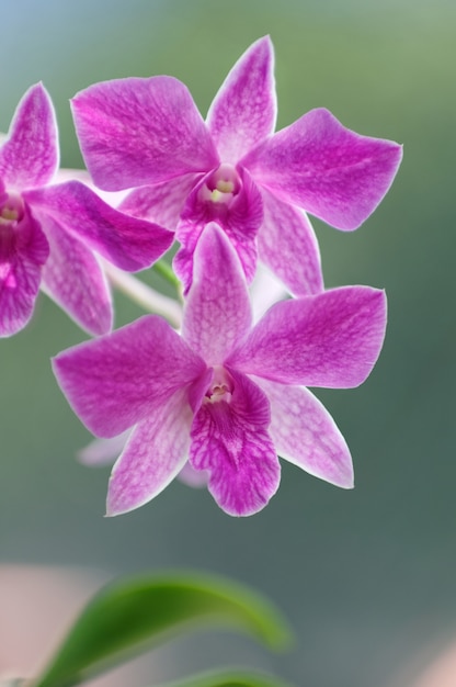 Flor de orquídea rosa