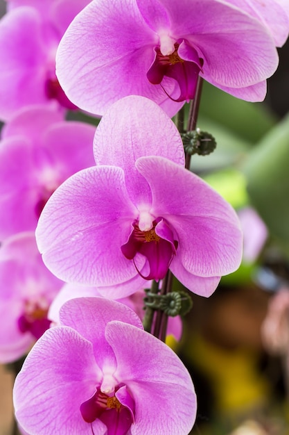 Flor de orquídea roxa close-up