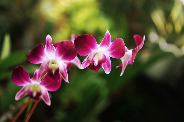 Foto flor de orquídea roxa com foco seletivo e fundo manchado