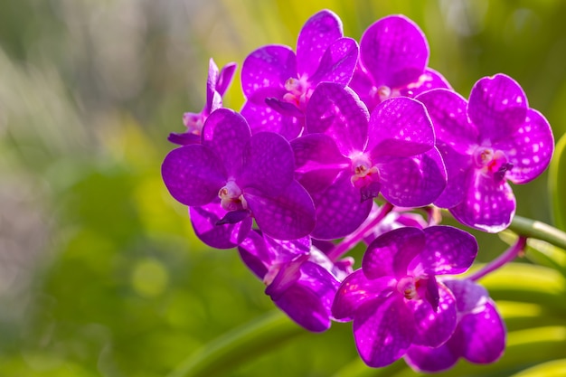 Flor de orquídea roxa em um jardim